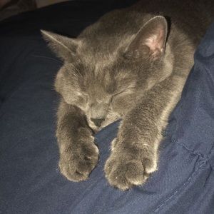 Meet your Posher, Bella